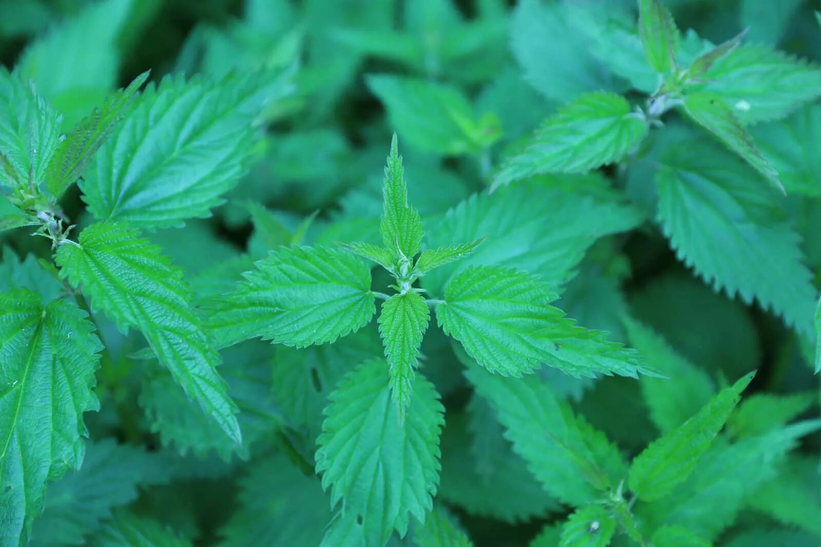 Зачем крапива. Крапива двудомная. Крапива двудомная (Urtica dioica). Крапива двудомная настой. Крапива двудомная (Urtica dioica l.).