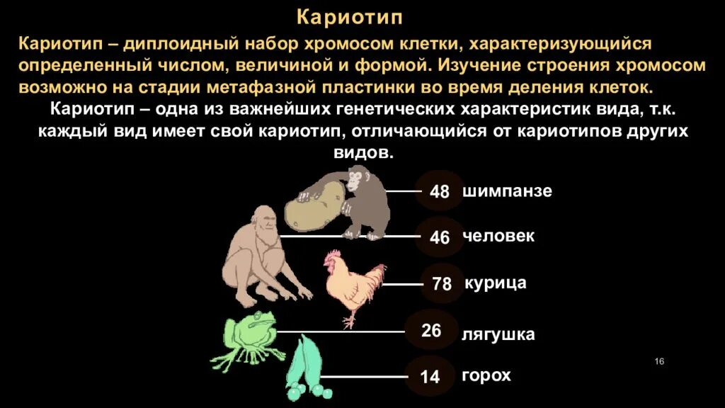 Определите число хромосом в клетках шимпанзе. Кариотип человека диплоидный набор хромосом. Кариотип половых клеток. Диплоидный набор хромосом кариотип. Набор хромосом у лягушки.
