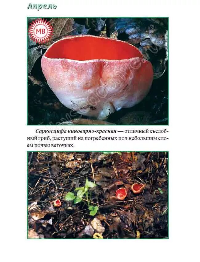 Какие грибы в апреле. Апрельские грибы съедобные. красный гриб в апреле. грибы в апреле съедобные. весенние грибы съедобные в апреле.