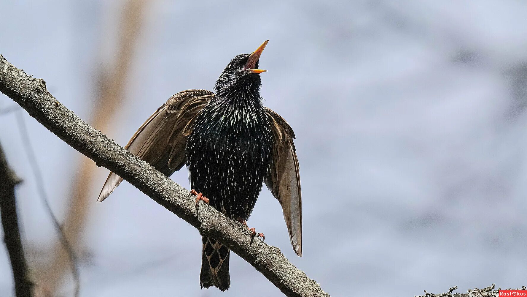 обыкновенный скворец. и индийский скворец и полынья. скворец обыкновенный самец и самка. скворец альбинос. бурый скворец.