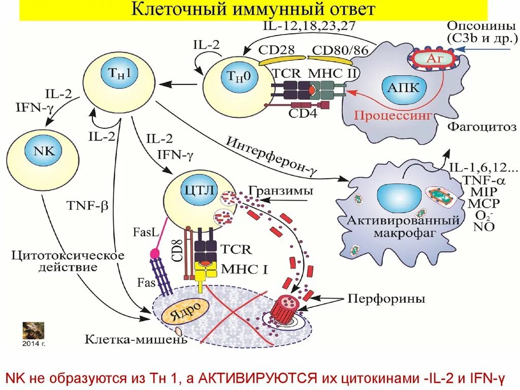 Клетки участвующие в иммунном ответе. Формирование клеточного иммунного ответа. Схема клеточного иммунного ответа. Схема иммунного ответа клеточного типа. Клеточный и гуморальный иммунный ответ схема.