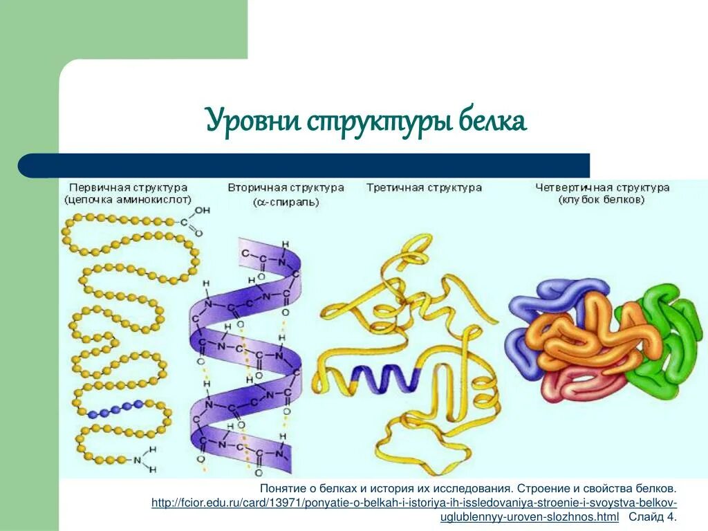 Белки состав и свойства белков. Функции первичной структуры белка. Функции вторичной структуры белка. Первичная и вторичная структура белка. Первичная вторичная третичная структура белка.