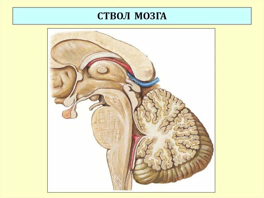 Функции ствола мозга человека. Строение ствола мозга. Ствол мозга в разрезе. Ствол головного мозга рисунок.