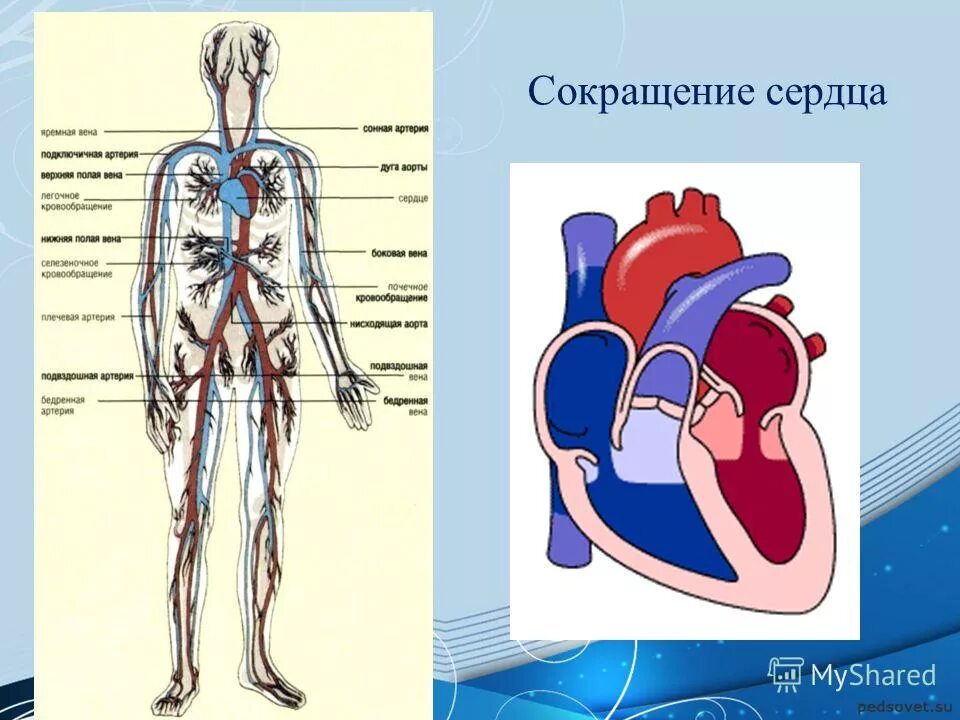 диастола: наполнение желудочков. причина сокращения сердца. систола и диастола сердца. фазы систолы и диастолы сердца. причина сокращения сердца.