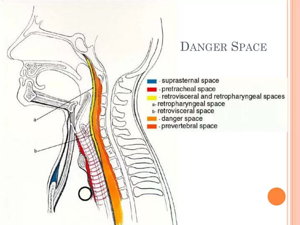 Spatium retropharyngeum. Окологлоточное пространство анатомия. Окологлоточное пространство шеи. Заглоточное пространство топографическая анатомия. Клетчаточное пространство глотки.