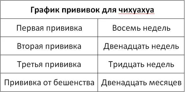 Прививки для щенка чихуахуа до года таблица. Прививки щенку чихуахуа таблица. Прививки собакам по возрасту таблица чихуахуа. Прививки собакам график чихуахуа.