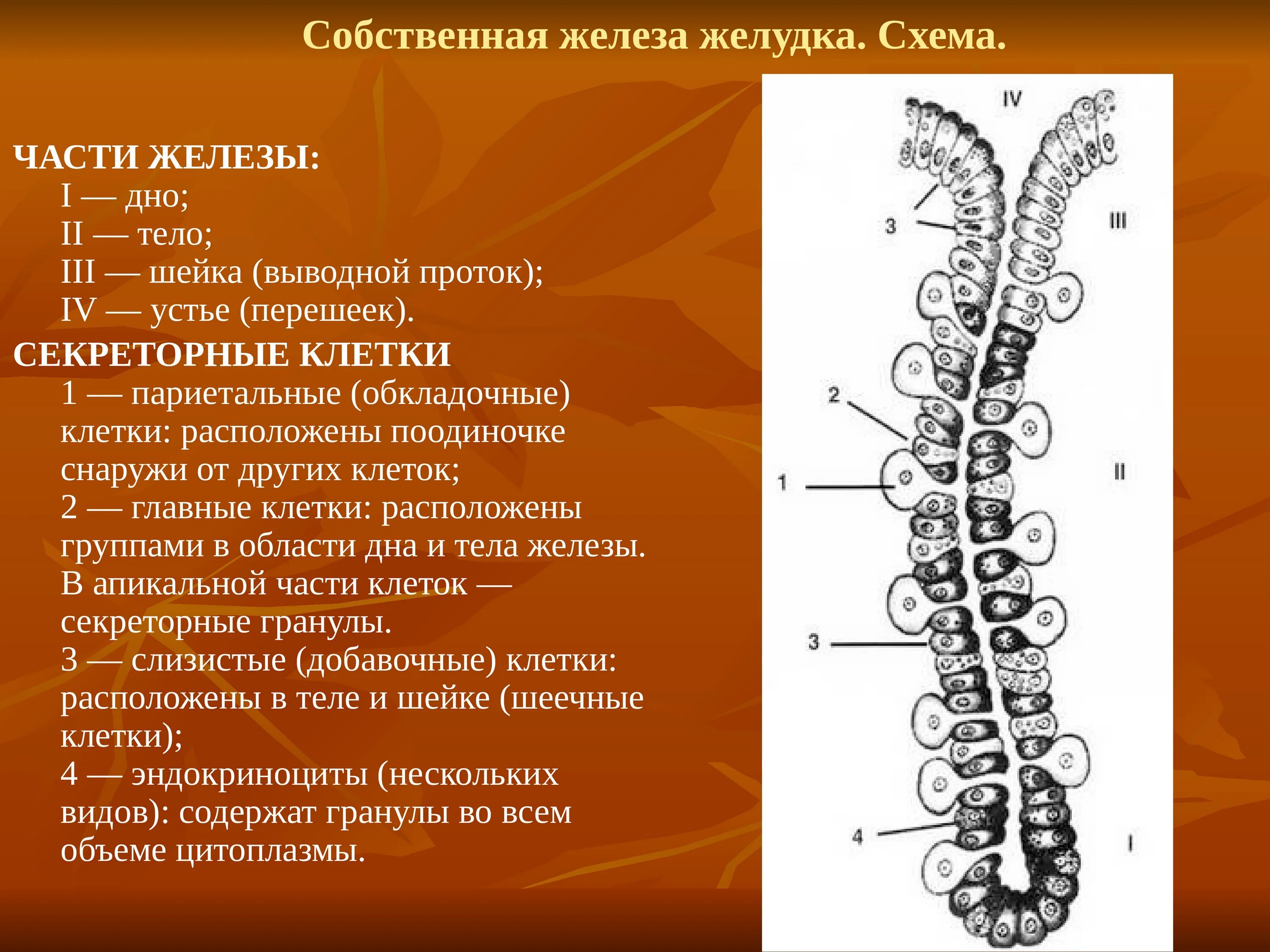 Железы желудка строение. Клетки фундальных желез желудка. Собственные железы желудка типы клеток. Строение собственной железы желудка гистология. Клетки дна желудка гистология.