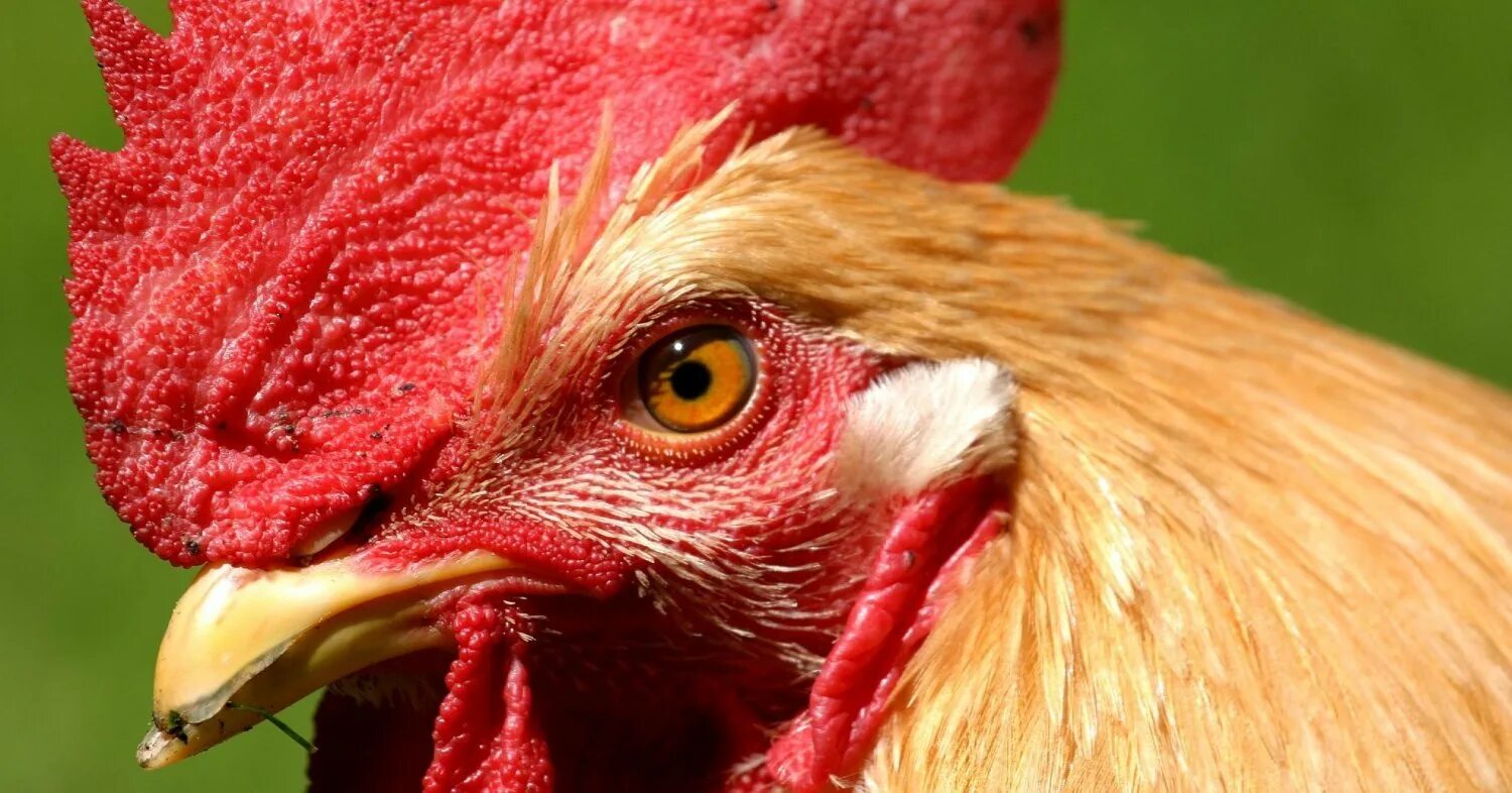 петух фото.