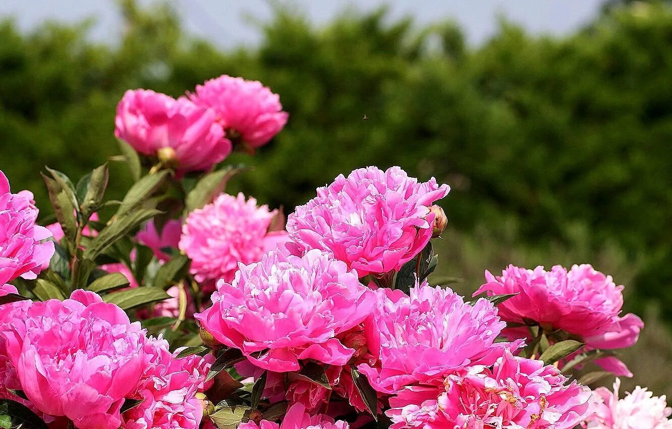 Розоподобные пионы. Пион Гарден Пинк. Пион Клауди Скай. Пиони Пинк (Peony Pink).