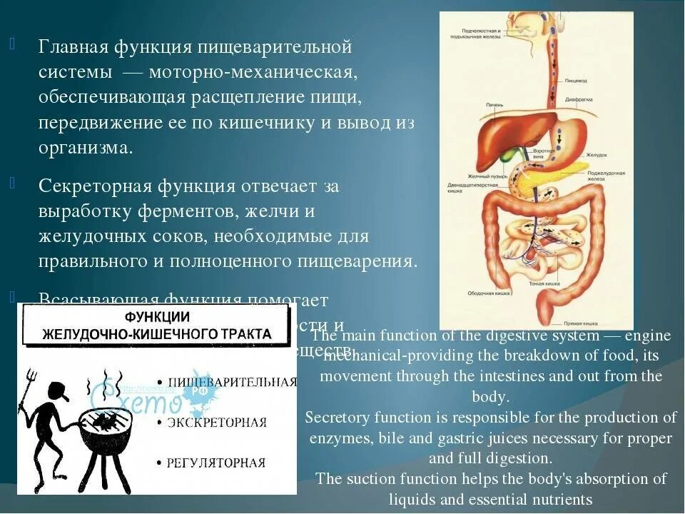 Изменение пищи в пищеварительной системе. Функции органов пищеварения. Функции системы пищеварения. Функции пищеварительной системы человека. Болезни пищеварительной системы человека.