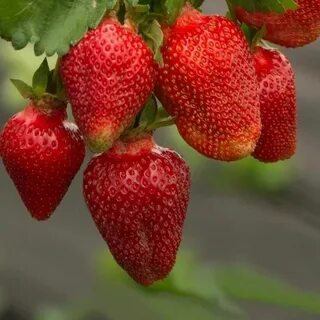 Клубника азия характеристика