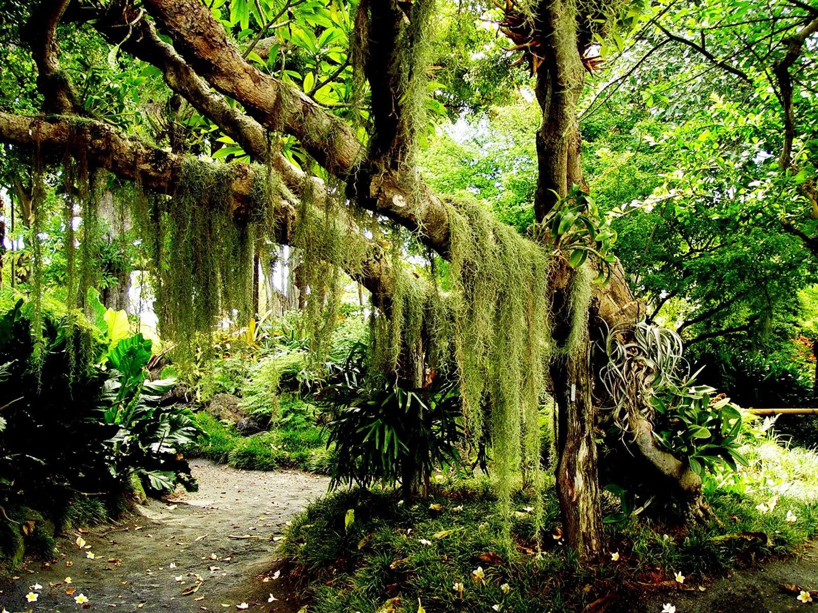 Rainforest plants. Эпифиты сельвы. Лианвидный папоротник. Лиановидные папоротники. Папоротники Эпифиты.