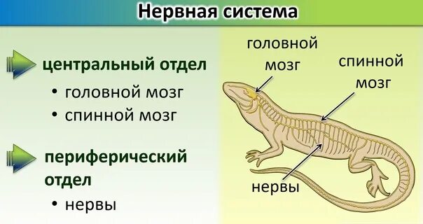 Строение рептилий 7 класс. Пресмыкающиеся нервная система 7 класс. Нервная система пресмыкающихся 7 класс биология. Строение нервной системы ящерицы. Строение нервной системы рептилий.