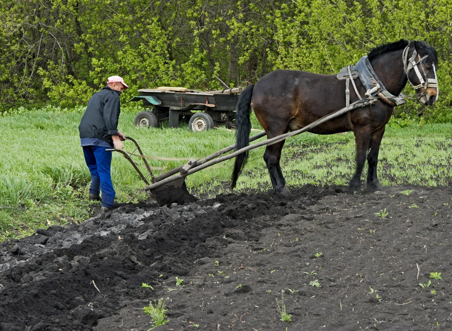 Как животное которое работает на пашне конь. Плуг для лошади. Лошадь запряженная в плуг. Пахать землю. Плуг для вспашки земли.