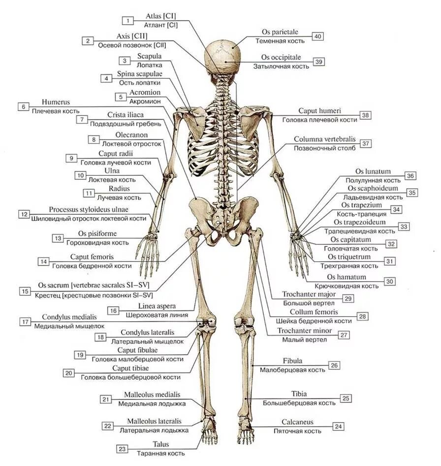 Строение скелета с названием костей. Строение костей человека спереди. Человек латинское название