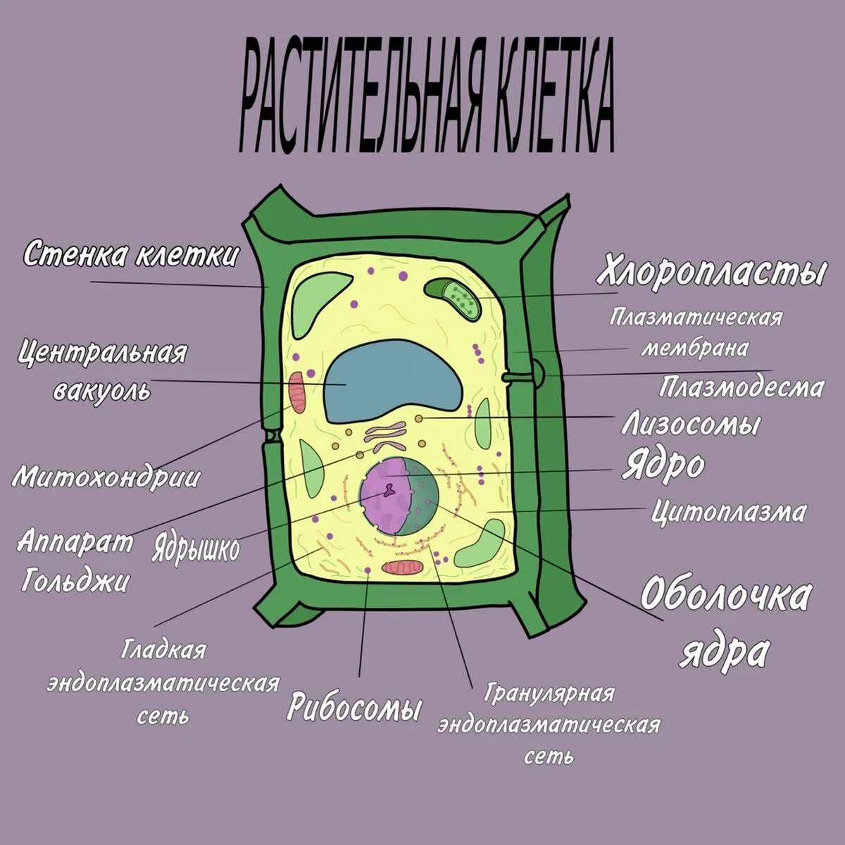 Растительной клетки кратко. Рисунок растительной клетки с обозначениями. Растительная клетка. Ботаника растительная клетка. Строение клетки растения.