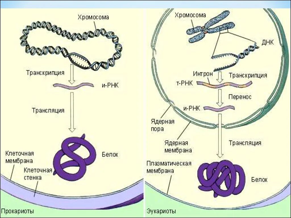 Биосинтез ядра происходит в. Транскрипция Гена эукариот. Схема синтеза белка в бактерии. Схема транскрипции синтеза белка. Синтез белка у бактерий.