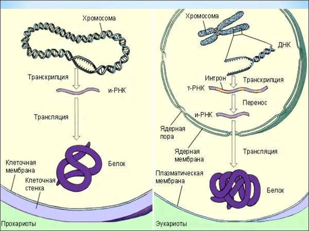 Экспрессия прокариот