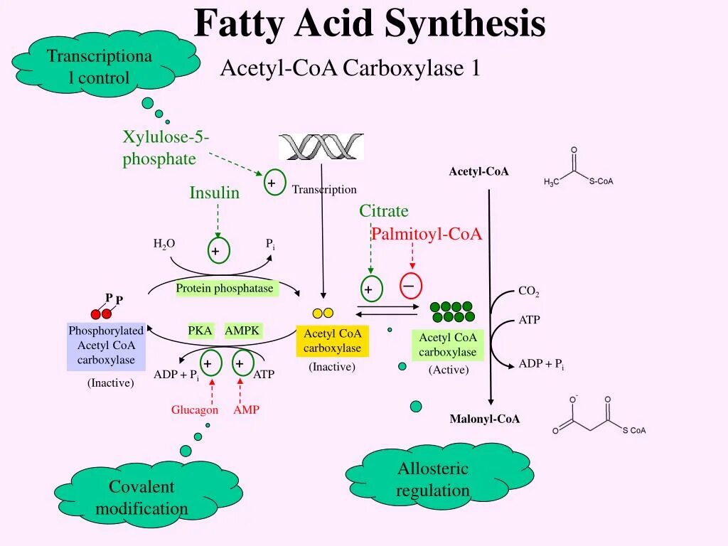 Synthesis. Fatty acid synthesis. fatty acid synthase. fatty acid synthesis plant. synthetase fatty acids.