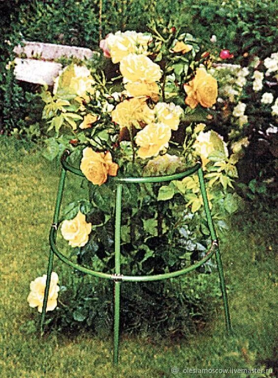 ranksaeule-charleston-mit-edelrose 2 Rose garden design, Climbing roses trellis,