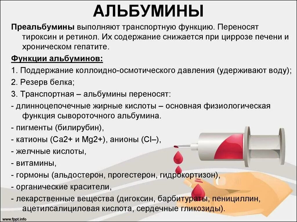 Повышен белок в печени. Альбумин плазмы крови норма. Альбумины и глобулины в анализе крови. Альбумин и белковая фракция плазмы. Альбумин строение.