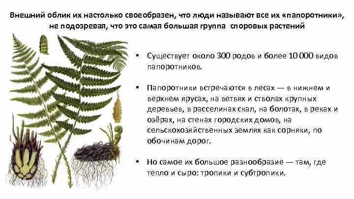 Приведите по три примера растений папоротники покрытосеменные. Голосеменные и Папоротникообразные. Голосеменных и папоротникообразных растений. Высшие споровые растения Папоротникообразные. Голосеменные растения папоротник.