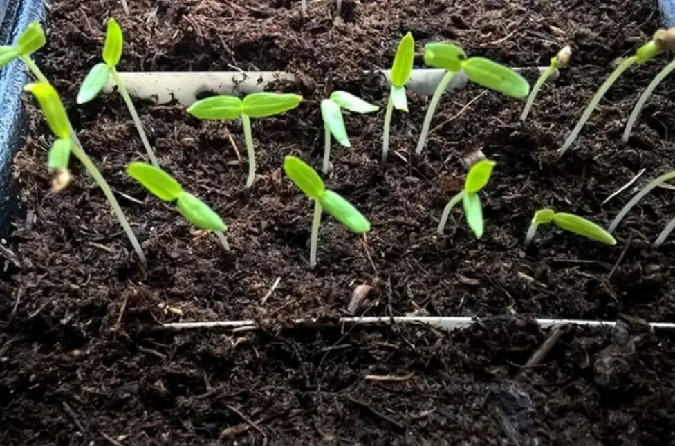 пикировка перца. рассада баклажан вытянулась. пикирование баклажанов на рассаду. рассада баклажан. пикирование баклажанов на рассаду.