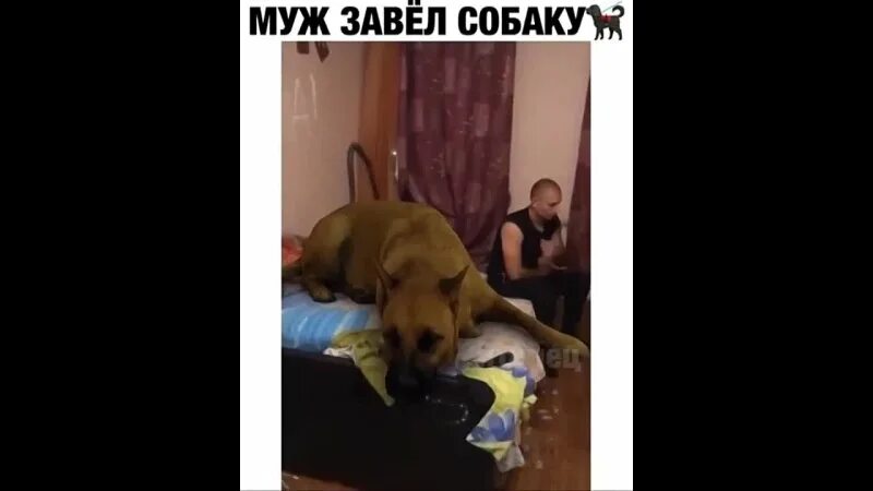 картинки собак. видео давай купим собачку. батя никаких собак в доме мем. собака в магазине. открытка чтобы мама купила собаку.