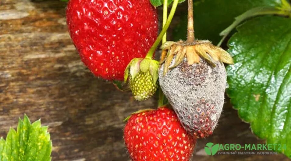 Серая гниль на клубнике. Клубника гниет на кустах что. Серая гниль – botrytis cinerea. Клубника гниет на кустах что. Серая плесень на клубнике.