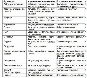 Чеснок после свеклы под зиму