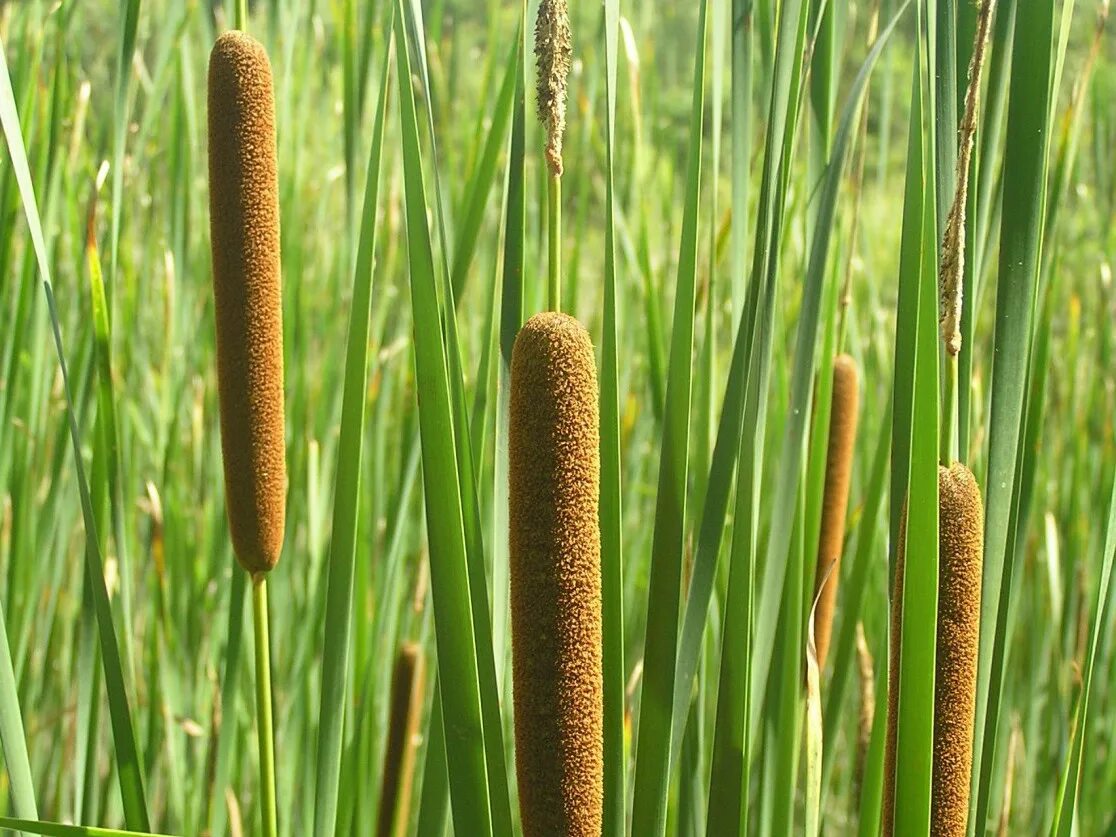 Аир фон. АИР болотный (Acorus Calamus). АИР обыкновенный - Acorus Calamus. Рогоз узколистный (Typha angustifolia). АИР обыкновенный "variegatus".