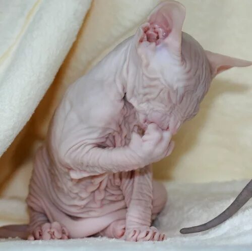 Сфинкс беременность длится. Беременный сфинкс котята. Сфинкс беременность длится. Беременные сфинксы кошки. Сфинкс беременность длится.
