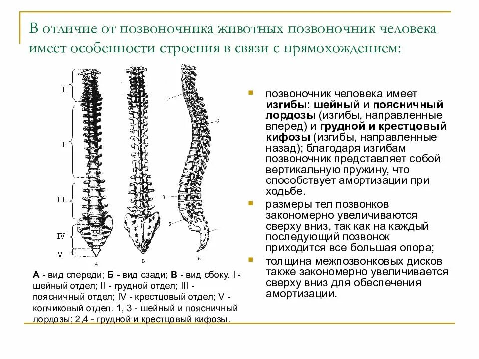 Отличие отделов позвоночника. Позвоночный столб животных строение. Опорно-двигательная система человека позвоночник.