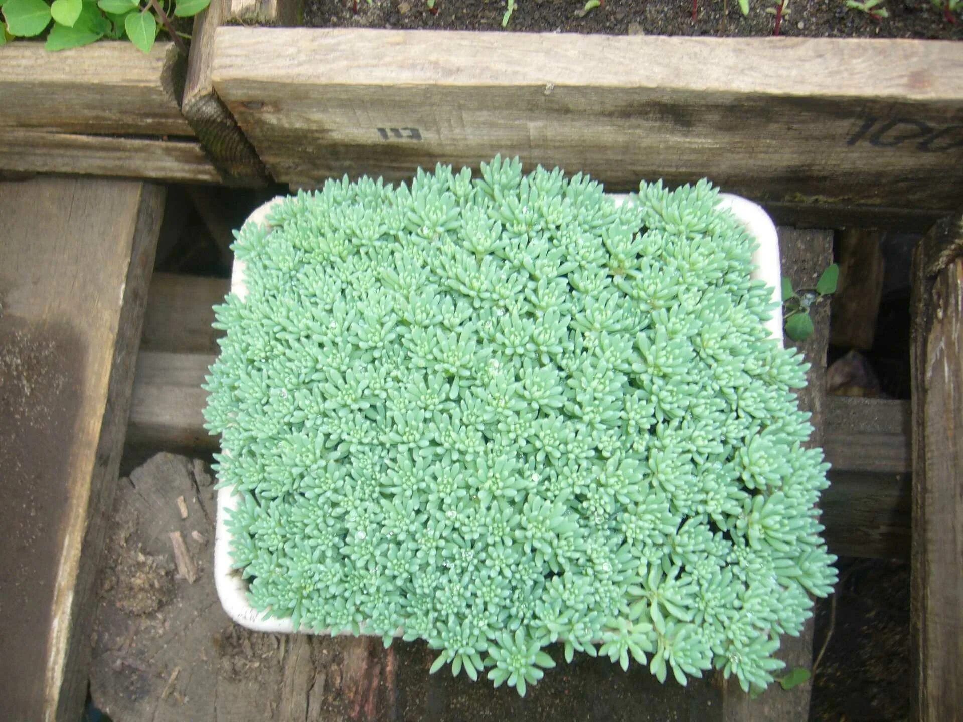 Многолетние цветы на могилу не требующие ухода. Очиток Курильский (Sedum kurilense). Почвопокровные многолетники Очиток. Очиток толстоветочный. Очиток лидийский мох.