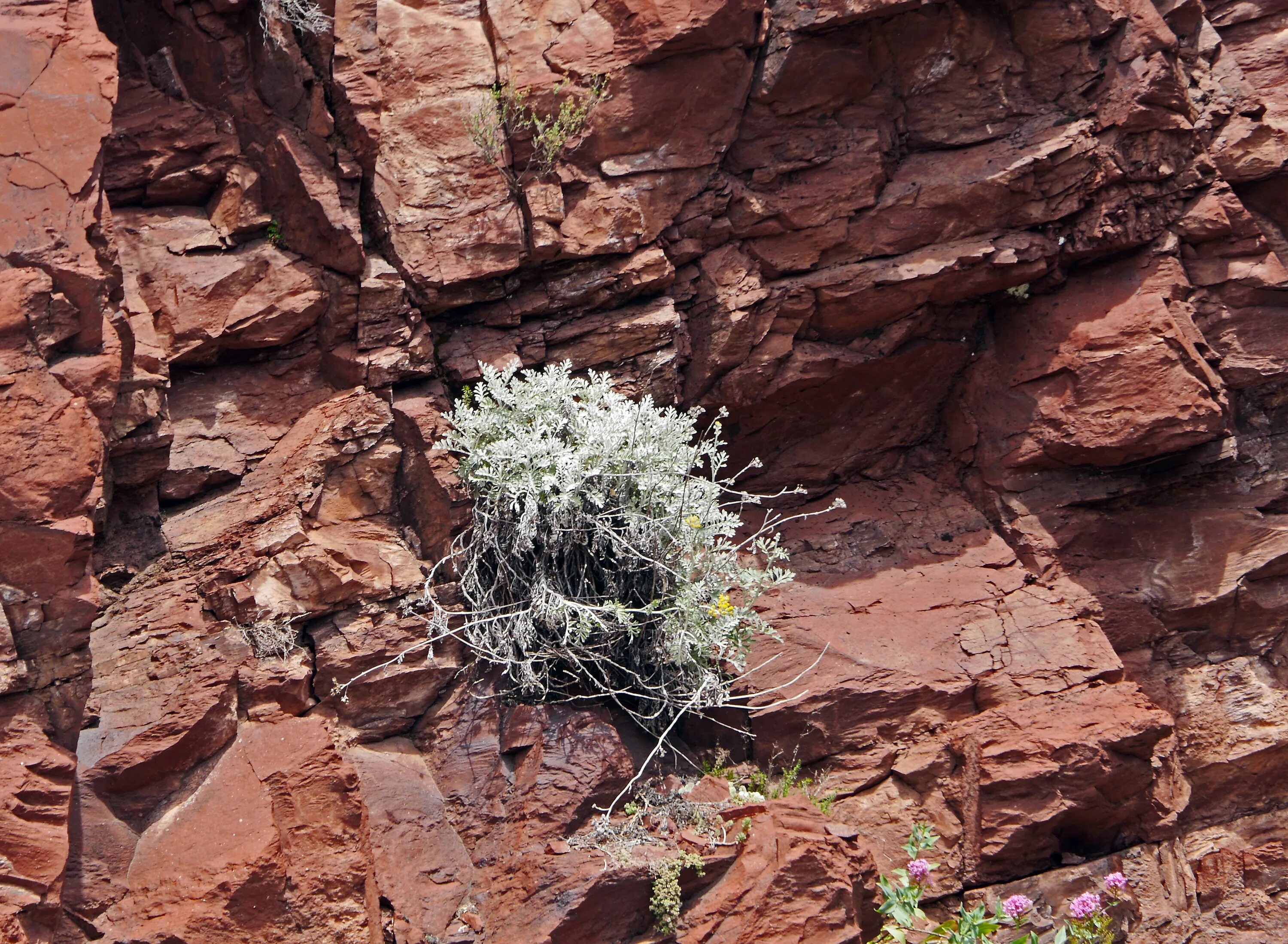 Растения на скалах. Скальная растительность. Кустарники на скалах. Растения растущие на скалах. Зарастание скалы