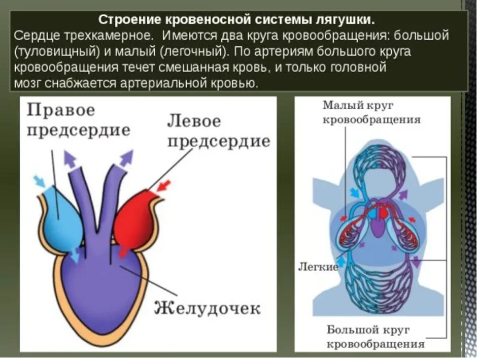 Схема кровеносной системы и сердца лягушки. Земноводные кровеносная система круги кровообращения. Строение кровеносной системы лягушки. Строение сердца и кровеносной системы.