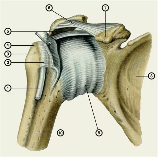 Плечевые связки. Плечевой сустав анатомия Синельников. Суставная капсула плечевого сустава анатомия. Плечевой сустав, articulatio Humeri:. Анатомия плечевого сустава человека кости и связки.