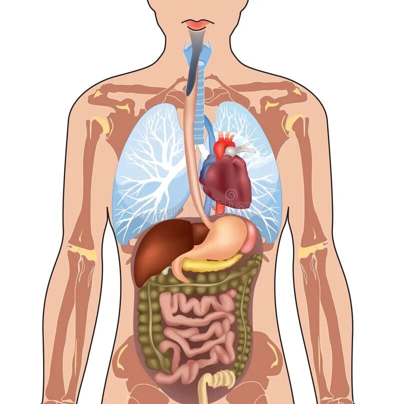 Почка печень сердце. Тело человека внутренние органы. Внутренние органы человека для детей. Макет внутренних органов.