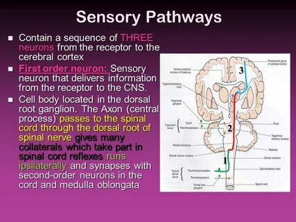 Sequence contains