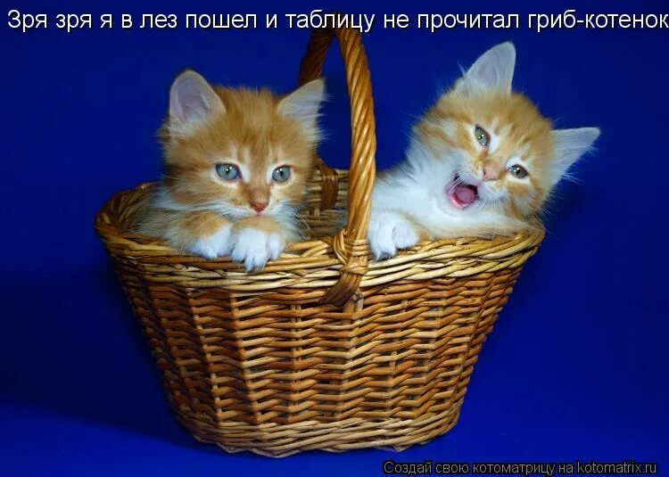 Не лезь не в свое дело тварь. Залазить на дерево. Скалолаз на скале. Поход в горы прикол. Рожон.