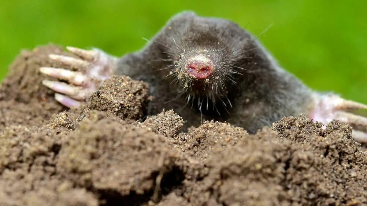 Maulwurf. крот землеройка слепыш. обыкновенный слепыш. 3. крот 2023.