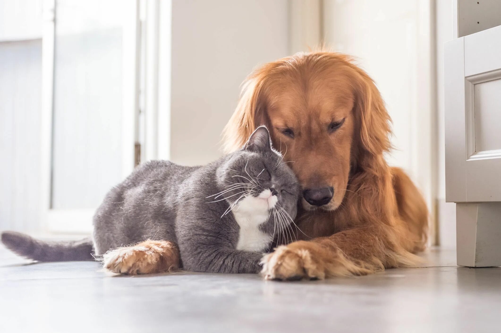 Dog and cat playing. Золотистый ретривер. Кошки и собаки. Красивые собаки и кошки. Собака и кошка вместе.