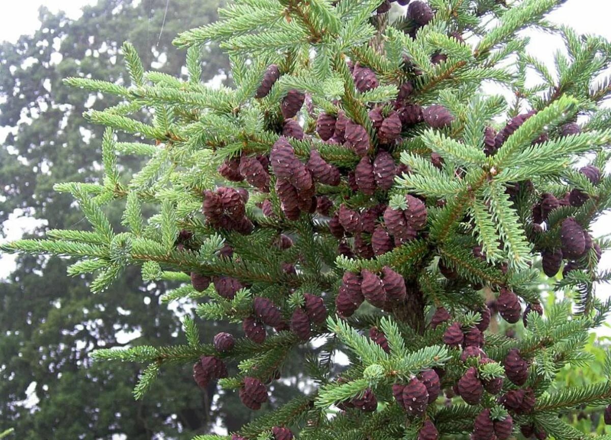 Ель черная Picea Mariana. Ель Picea Mariana Beissneri. Picea Mariana – ель Мариана. Ель черная (Picea Mariana) Nana.