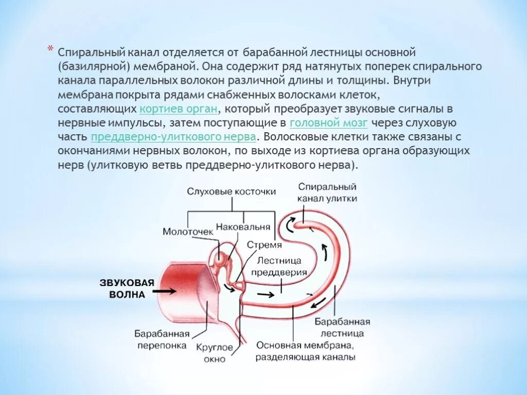 Мембраны внутреннего уха. Базилярная мембрана внутреннего уха. Строение базилярной мембраны. Спиральный канал уха. Базилярная мембрана уха.