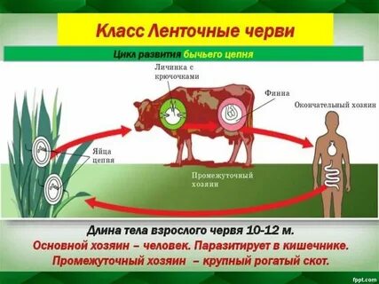 Жизненный цикл червя бычий цепень