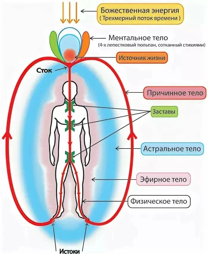 Эфирный это. Астральное тело человека астральное тело человека. 7 Тел человека и чакры. Структура тонких тел человека. Строение энергетического тела человека.