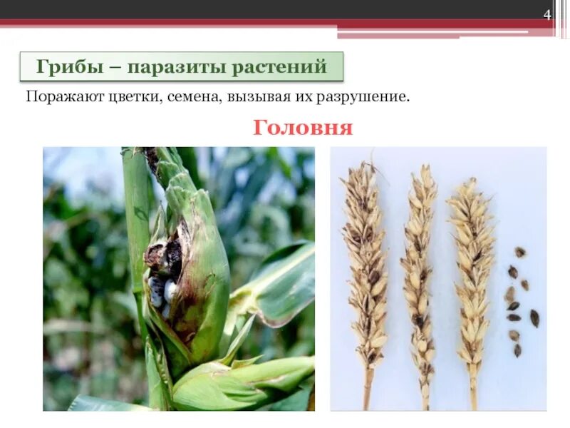 Вред наносимый головней