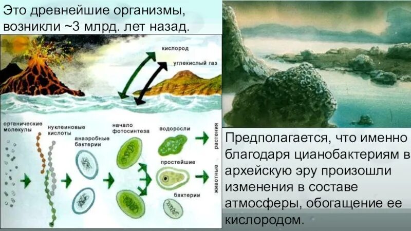 Архейская Эра первые водоросли. Архейская Эра бактерии. Появление бактерий в архейскую эру. Одноклеточные водоросли Архея.