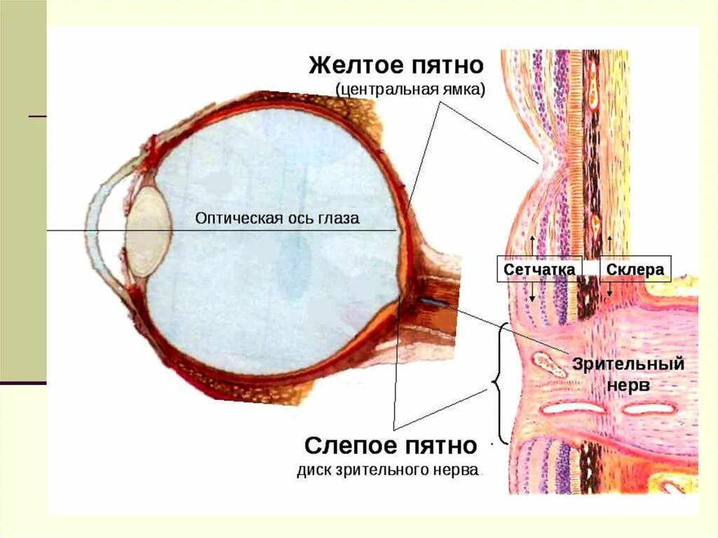 Строение желтого пятна глаза. Слепое пятно глаза анатомия. Зрительный анализатор слепое пятно. Строение желтого пятна сетчатки.