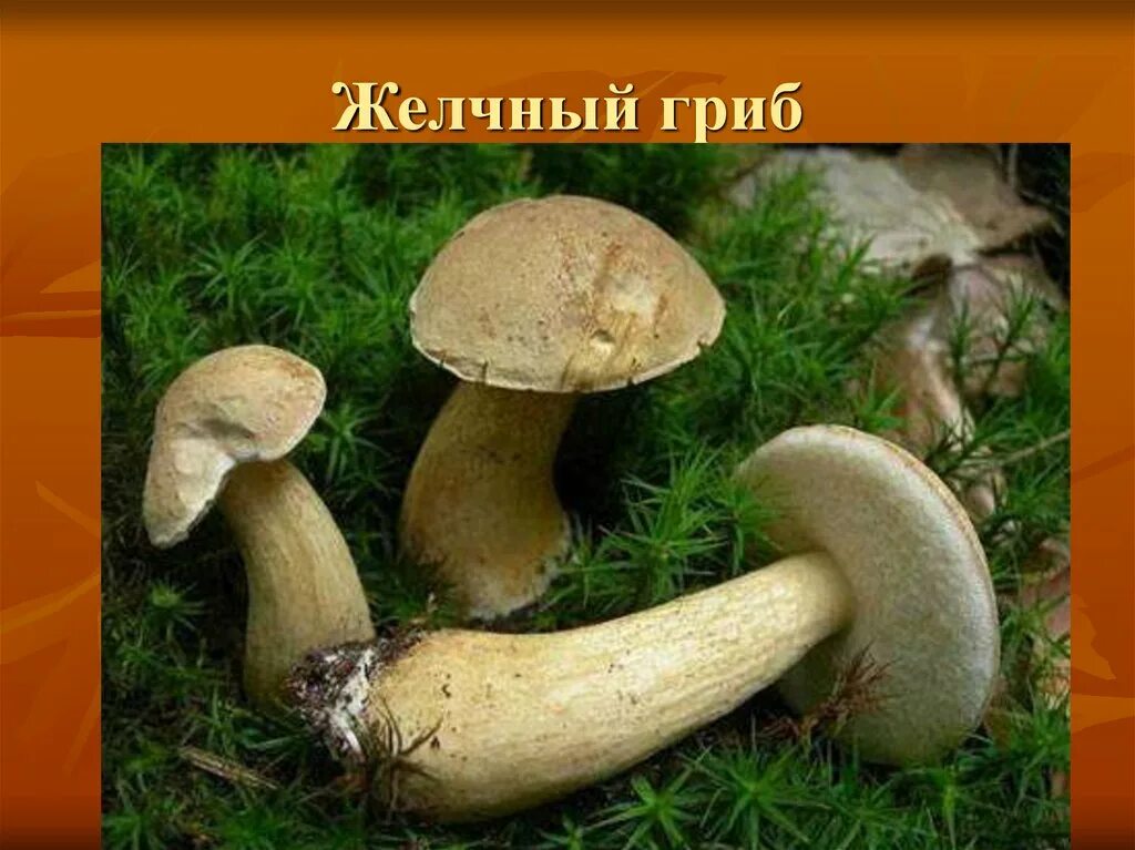 гриб горчак на срезе. боровик гриб ложный и настоящий. ложный боровик двойник белого гриба. белый гриб и желчный гриб отличия и сходства. белый гриб и желчный гриб отличия.